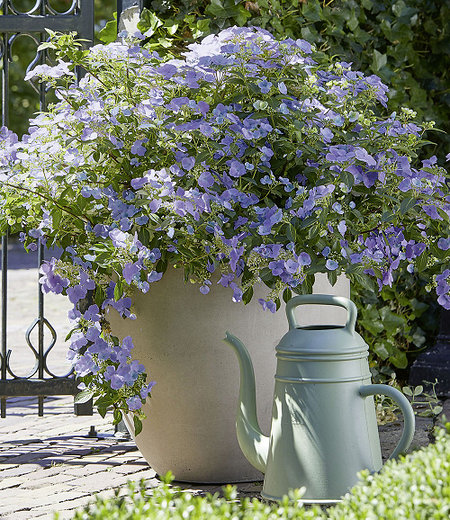 Hortensie "French Bolero Blue®",1 Pflanze