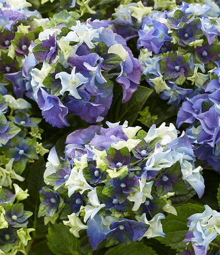 Hortensie "Lady Mata Hari® Blue",1 Pflanze