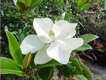 Immergrüne Magnolie (Großblütige Magnolie) Francois Treyve