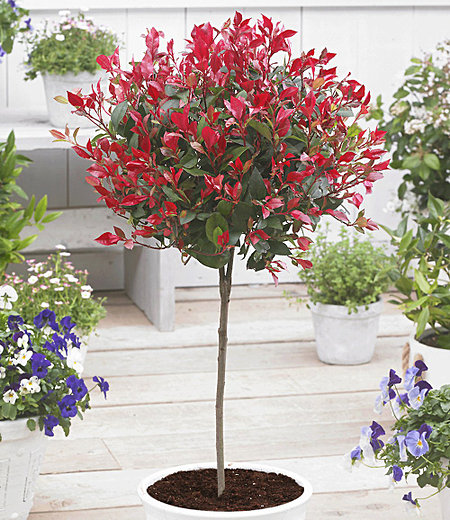 Immergrünes Photinia-Stämmchen "Little Red Robin®",1 Pflanze