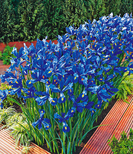 Iris "Sea of Blue",25 Zwiebeln
