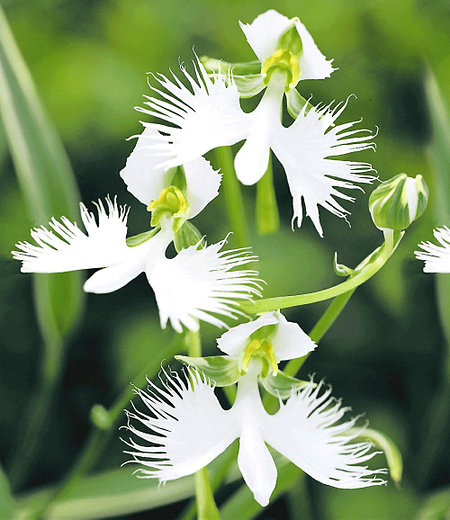 Japanische Weiße Vogelblume "Habenaria Radiata",2 Stück Orchidee