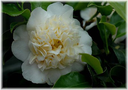 Kamelie Camellia japonica ´Brushfield Yellow`