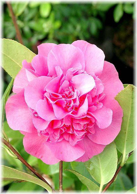 Kamelie Camellia japonica ´Debbie`