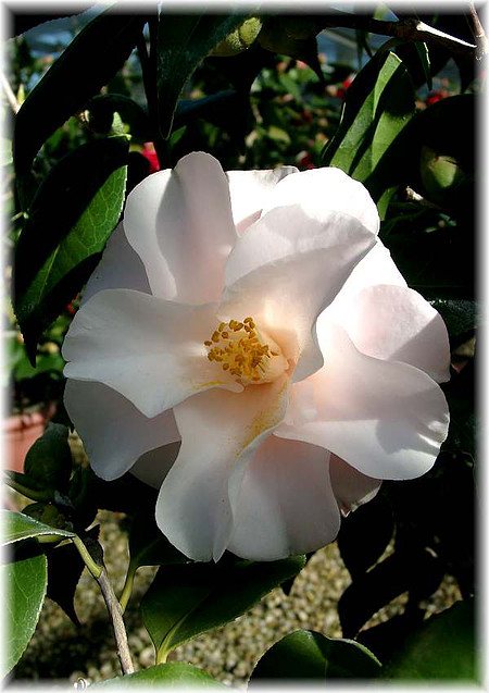 Kamelie Camellia japonica ´Hagoromo`