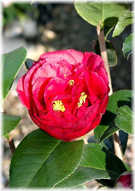 Kamelie Camellia japonica ´Kramers Supreme`