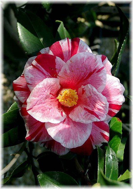 Kamelie Camellia japonica ´Oki-no-Nami`