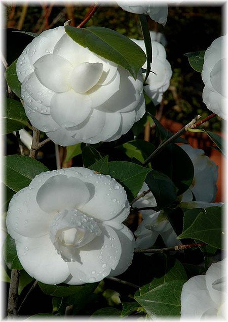 Kamelie Camellia japonica ´Perfection White`