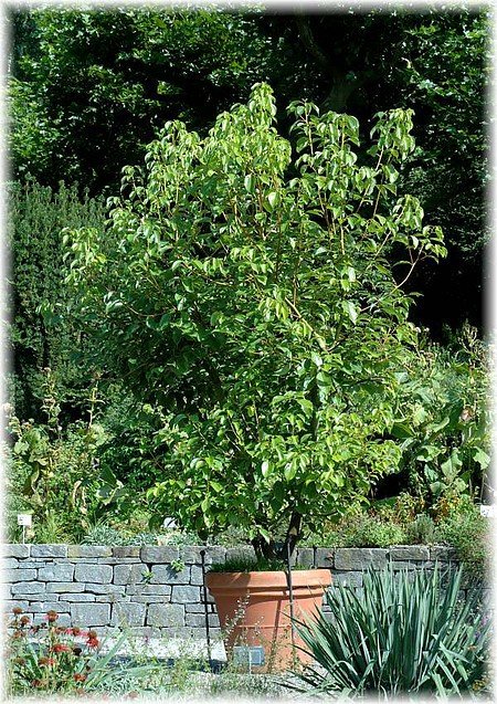 Kampferbaum, Zimtlorbeer Cinnamomum camphora