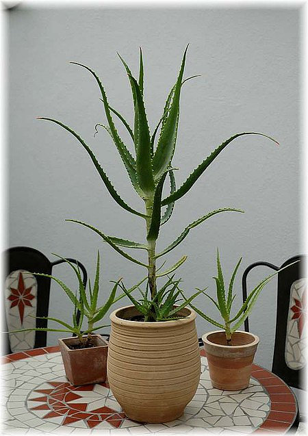 Kandelaber Aloe Aloe arborescens
