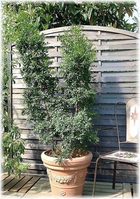 Kirschmyrte Syzygium paniculatum