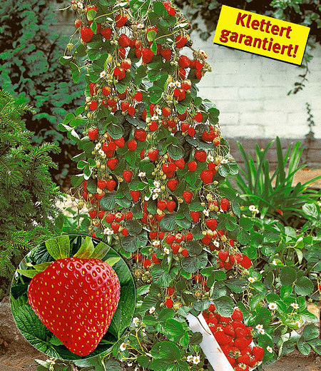 Kletter-Erdbeere "Hummi®",3 Pflanzen
