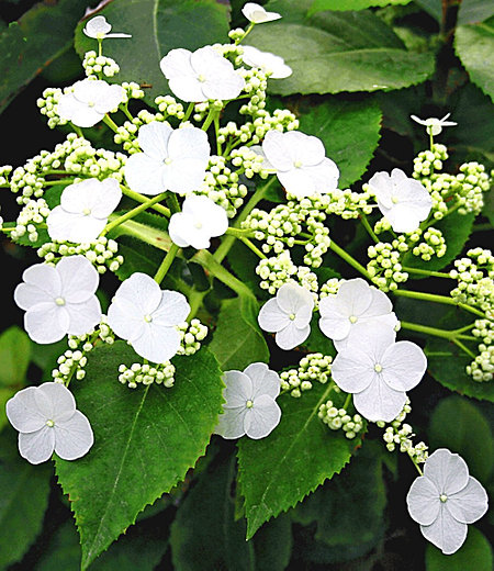 Kletter-Hortensie "Semiola®",1 Pflanze