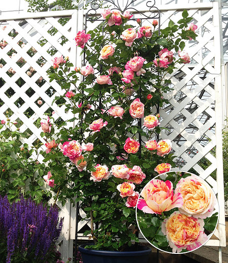 Kletter-Rose "Julie Andrieu®",1 Pflanze