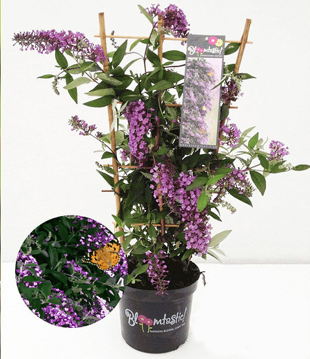 Kletternde Buddleia "Schmetterlingswand®",1 Pflanze Sommerflieder