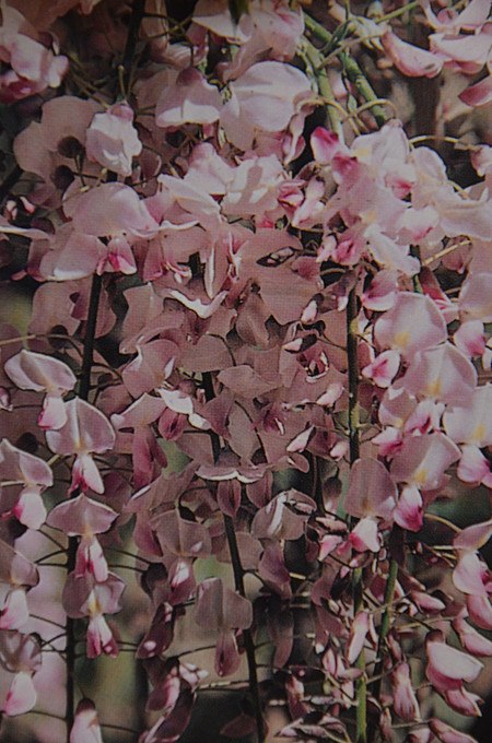 Kletterpflanze JapanischerBlauregen 'Pink Ice'