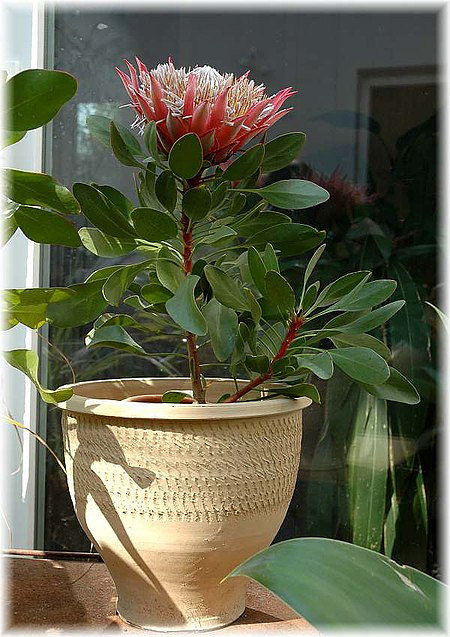 Königs-Protea Protea cynaroides ´Madiba`