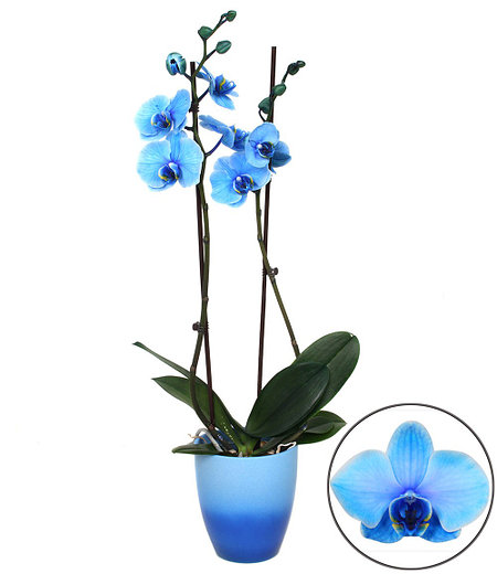Königsblaue Phalaenopsis, 2 Triebe,1 Pflanze