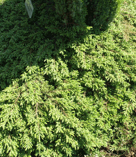 Kriech-Wacholder "Green Carpet",1 Pflanze