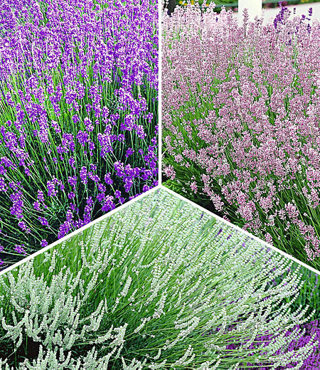 Lavendel-Kollektion,9 Pflanzen