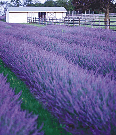 Lavendel "Phenomenal®", 3 Pflanzen