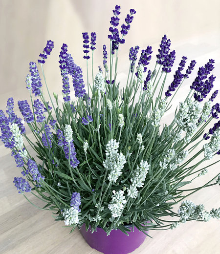 Lavendel-Trio "Bee Zee",1 Pflanze