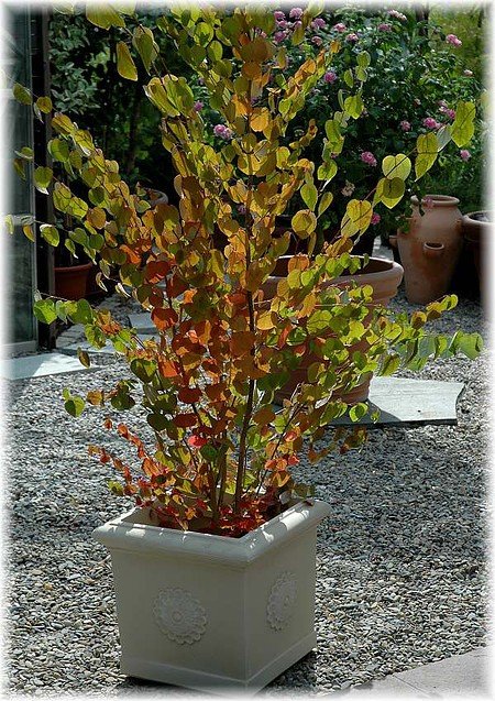Lebkuchenbaum, Katsurabaum Cercidiphyllum japonicum