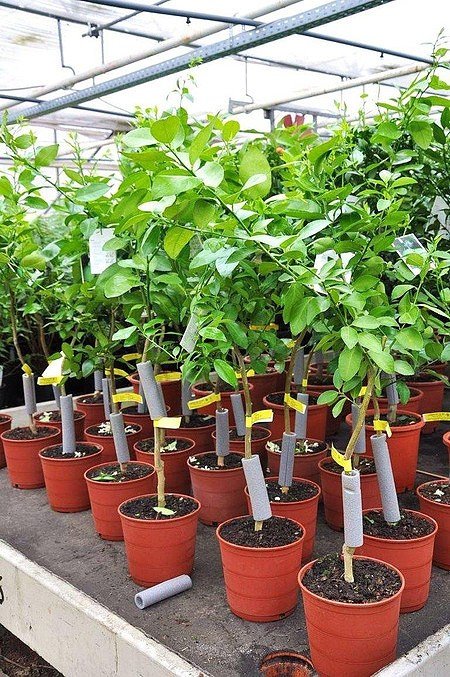 Limettenbaum (Persische Limette) Spanische - Citrus latifolia