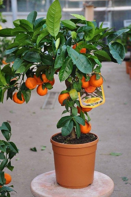 Limettenbaum (Rangpur Limette, Lima rossa) - Citrus limonia Osbeck