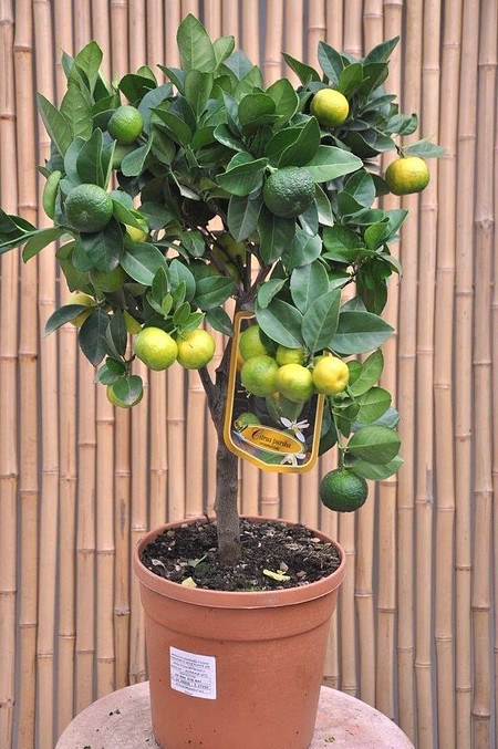 Limettenbaum (Römische Limette) - Citrus limetta Pursha