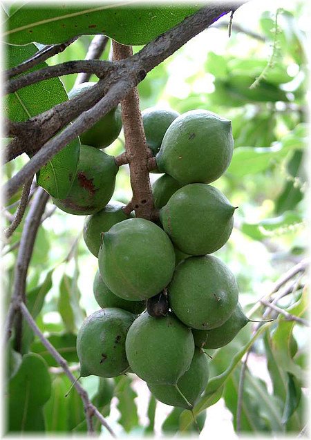 Macadamia-Nuss Macadamia integrifolia
