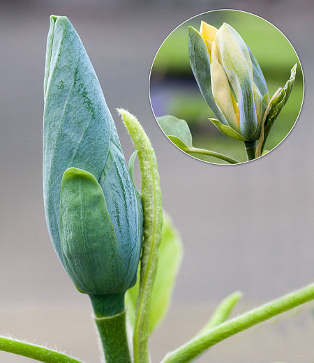 Magnolie "Blue Opal",1 Pflanze