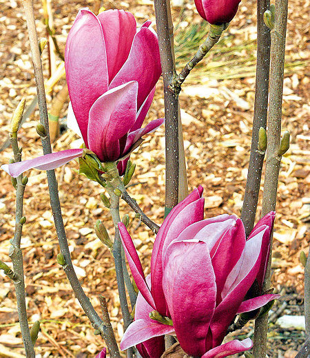 Magnolie "March Till Frost",1Pflanze