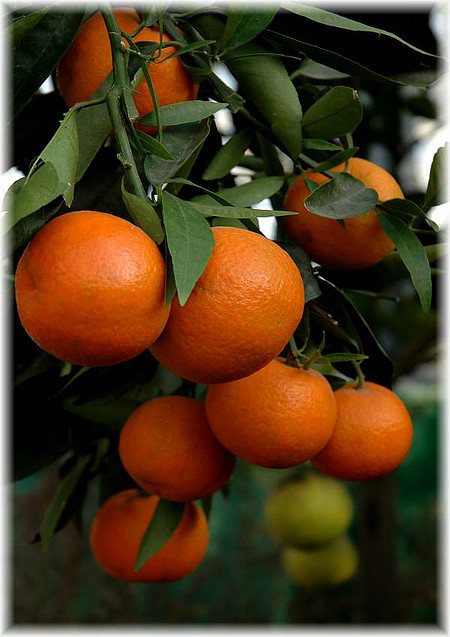 Mandarine Citrus reticulata