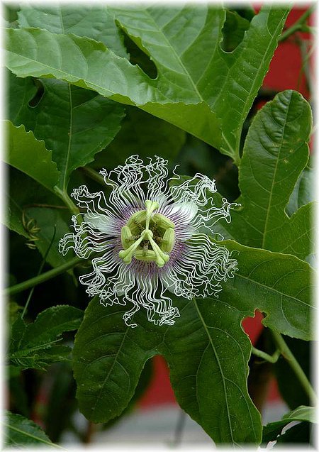 Maracuja, Passionsfrucht Passiflora edulis