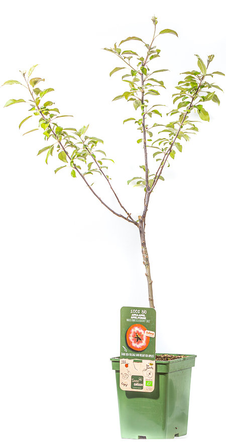 Mein schöner Garten Apfelbaum 'Redlove® Circe®'