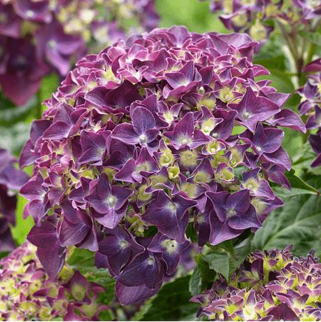 Mein schöner Garten Bauernhortensie 'Forever & Ever'® Purple