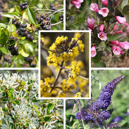 Mein schöner Garten Bienen- und Vogelfreundliche Nährgehölzhecke 'Futtermagnet' 5er-Set