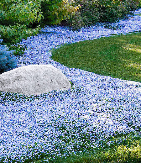 Mein schöner Garten Bienenfreundliches Bodendecker-Set "Himmlisches Blau" , 15 Pflanzen