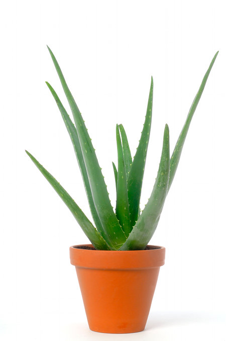 Mein schöner Garten Bio-Aloe vera 'Sweet'