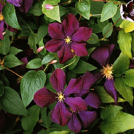 Mein schöner Garten Clematis 'Etoile Violette'