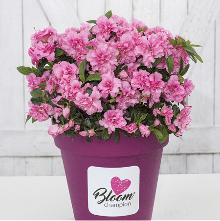 Mein schöner Garten Dauerblühende JapanischeAzalee 'BloomChampion® Pink'