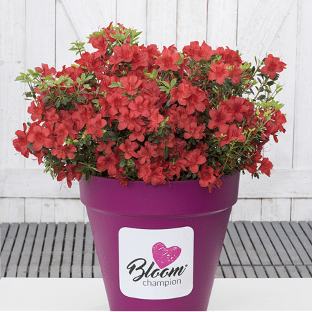 Mein schöner Garten Dauerblühende JapanischeAzalee 'BloomChampion® Red'