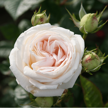 Mein schöner Garten Duftrose Parfuma® 'Madame Anisette'®