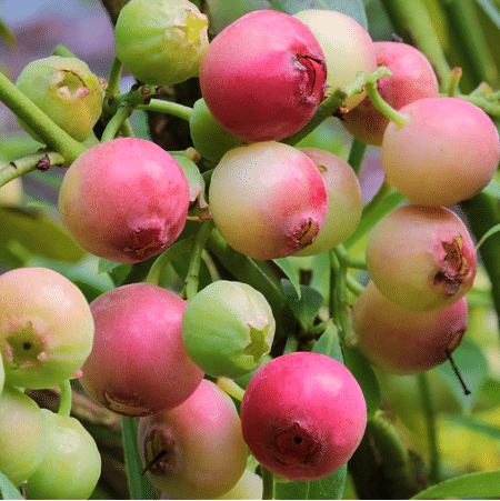 Mein schöner Garten Heidelbeere 'Pink Lemonade'®