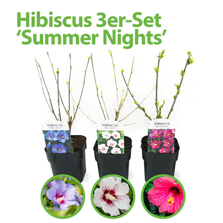 Mein schöner Garten Hibiskus 3er-Set 'Summer Nights'