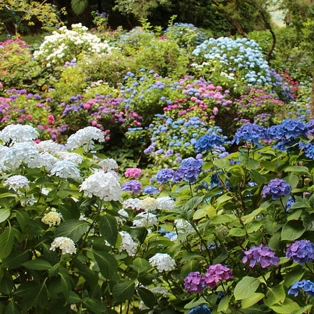 Mein schöner Garten Hortensien-Symphonie 4er-Set