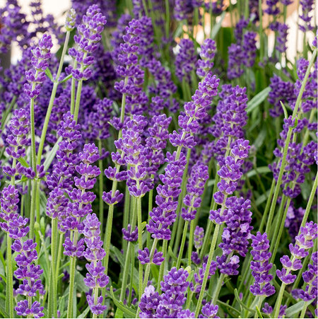 Mein schöner Garten Lavendel Angustifolia Set