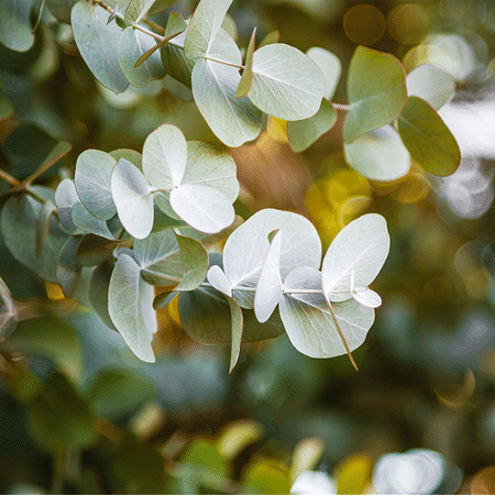 Mein schöner Garten Mostgummi-Eukalyptus