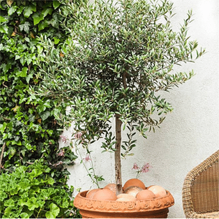 Mein schöner Garten Olivenbaum